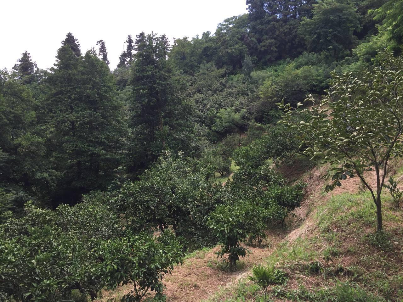 Land For Sale In Batumi, 1,500 M² For $110,250 view 3