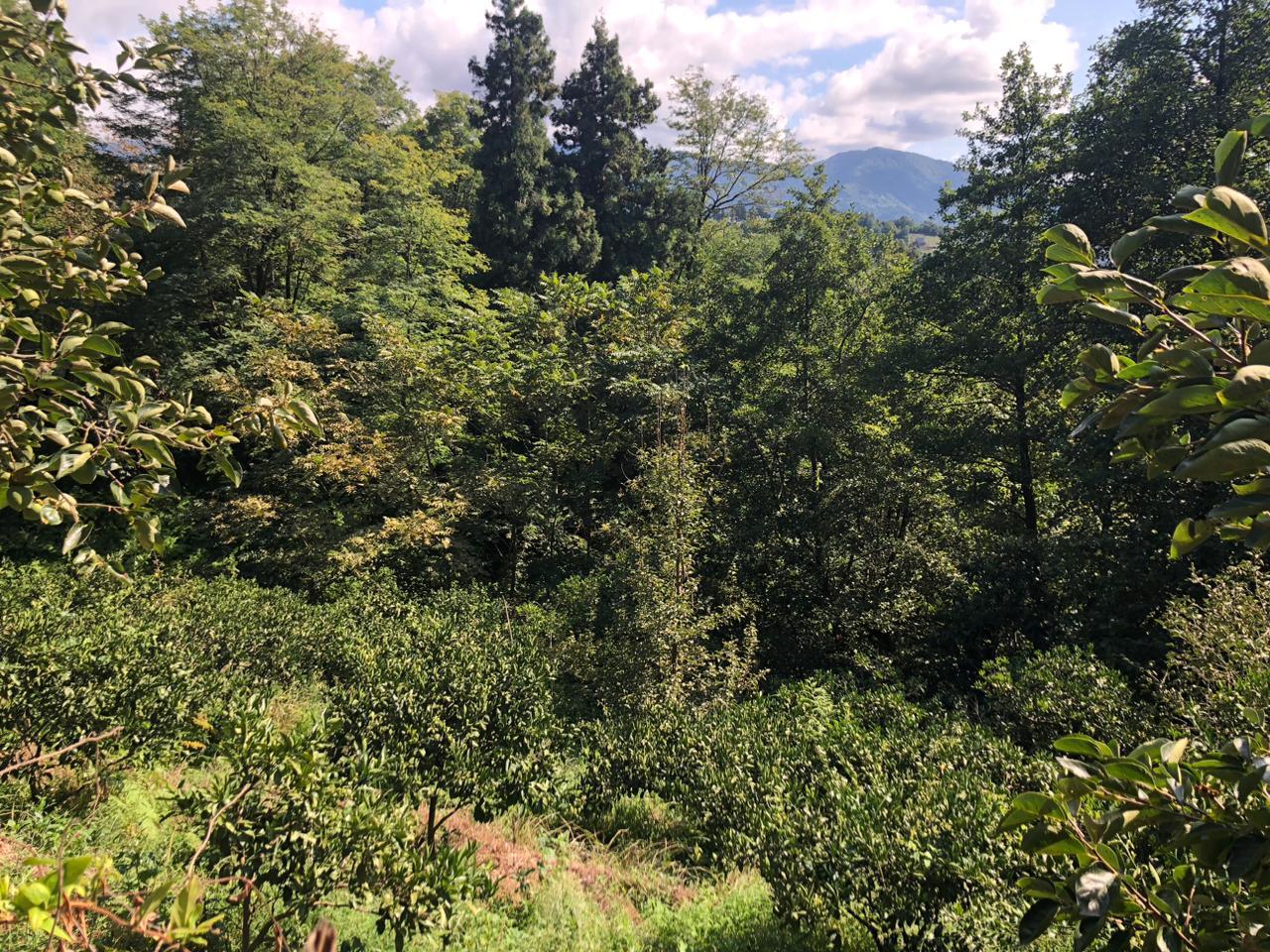 Land For Sale In Batumi, 1,500 M² For $110,250 view 5