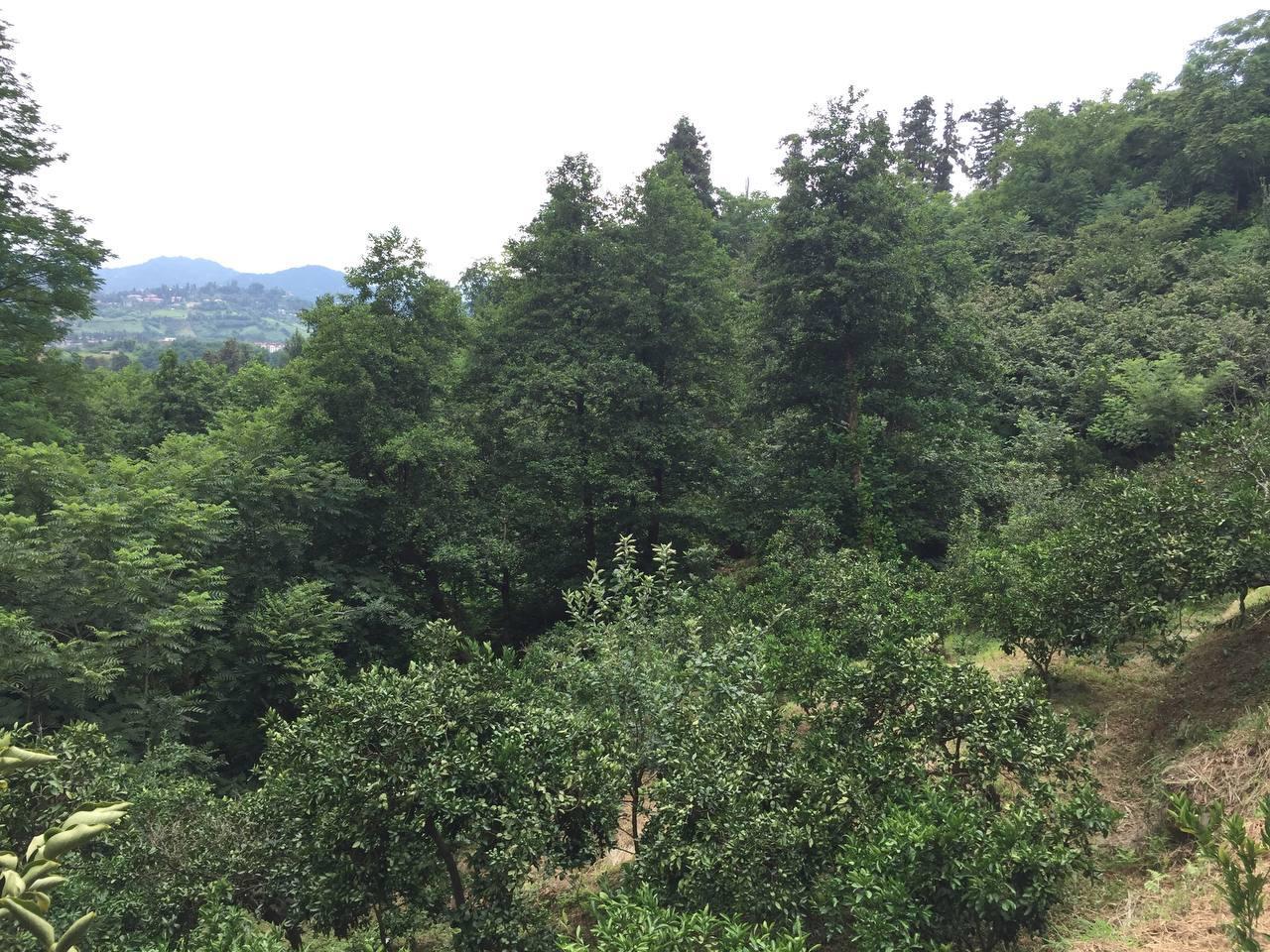 Land For Sale In Batumi, 1,500 M² For $110,250 view 8