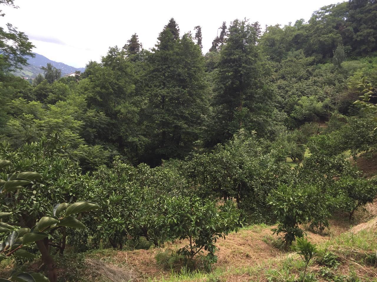 Land For Sale In Batumi, 1,500 M² For $110,250 view 11