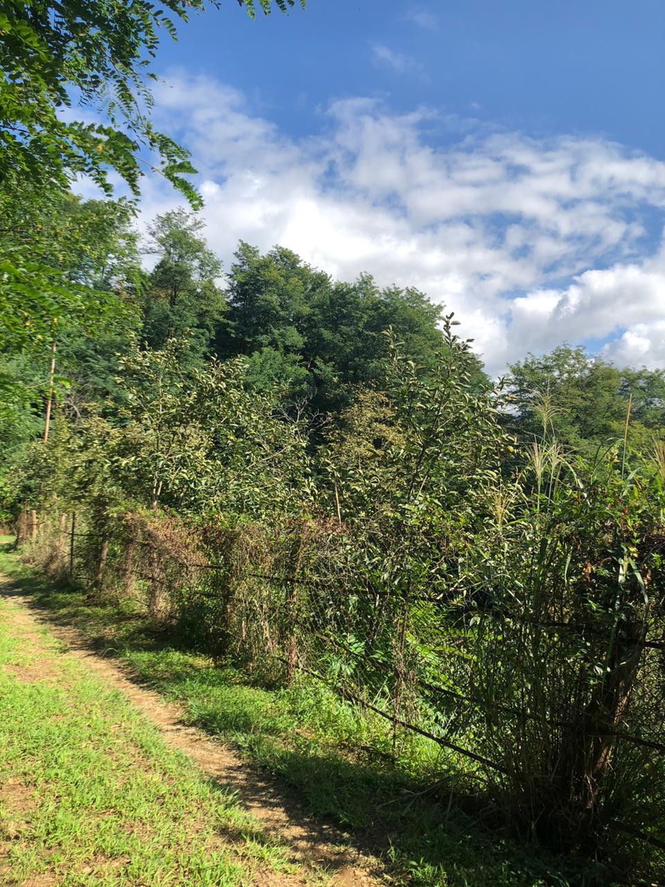 Land For Sale In Batumi, 1,500 M² For $110,250 view 12