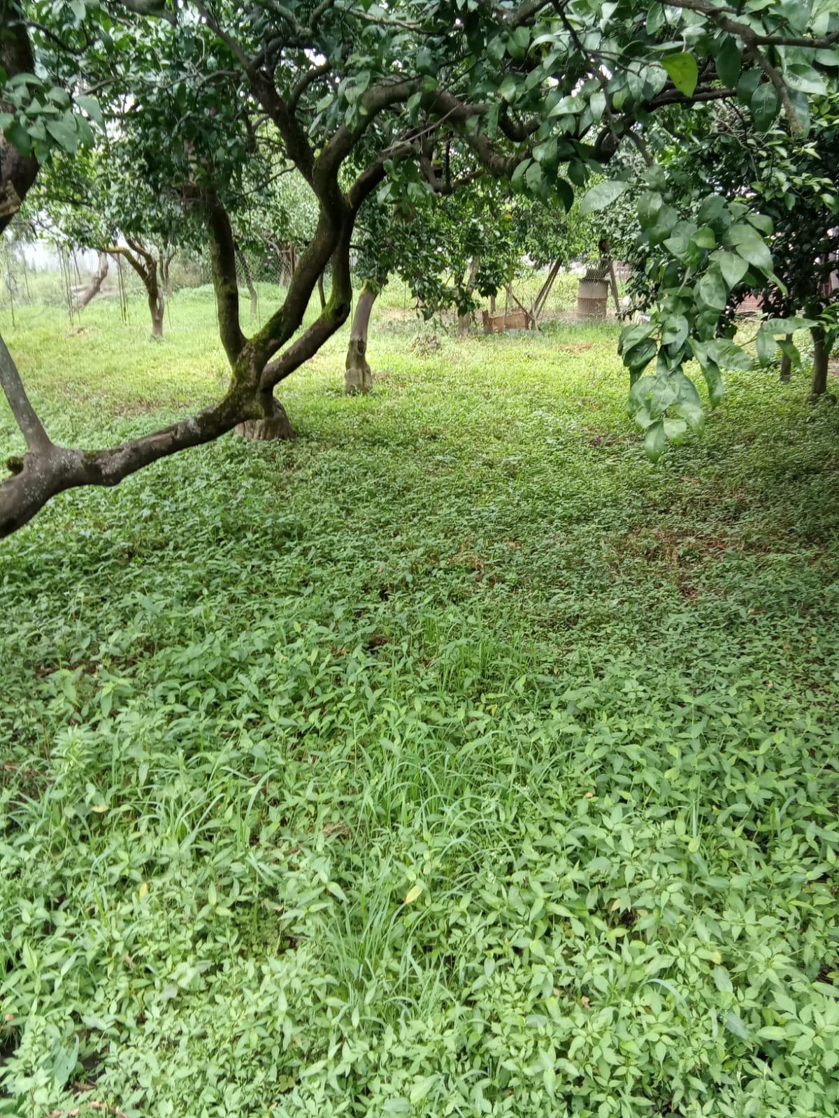 Land For Sale In Batumi, 1,559 M² For $389,750 view 4