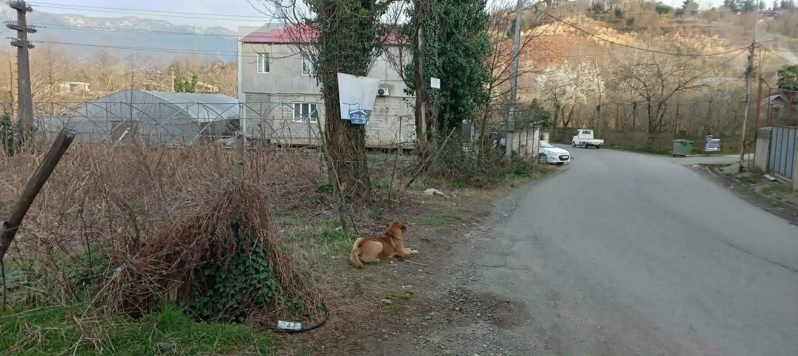 Land For Sale In Batumi, 450 M² For $72,000 view 2