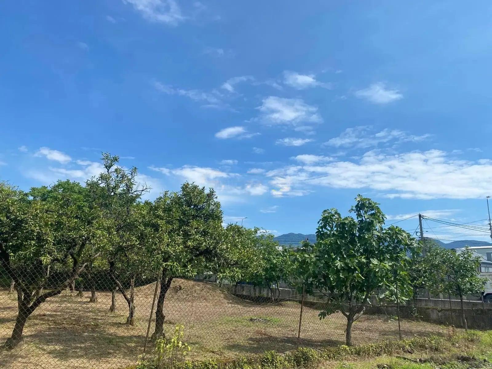 Land For Sale In Batumi, 1,500 M² For $250,000 view 4