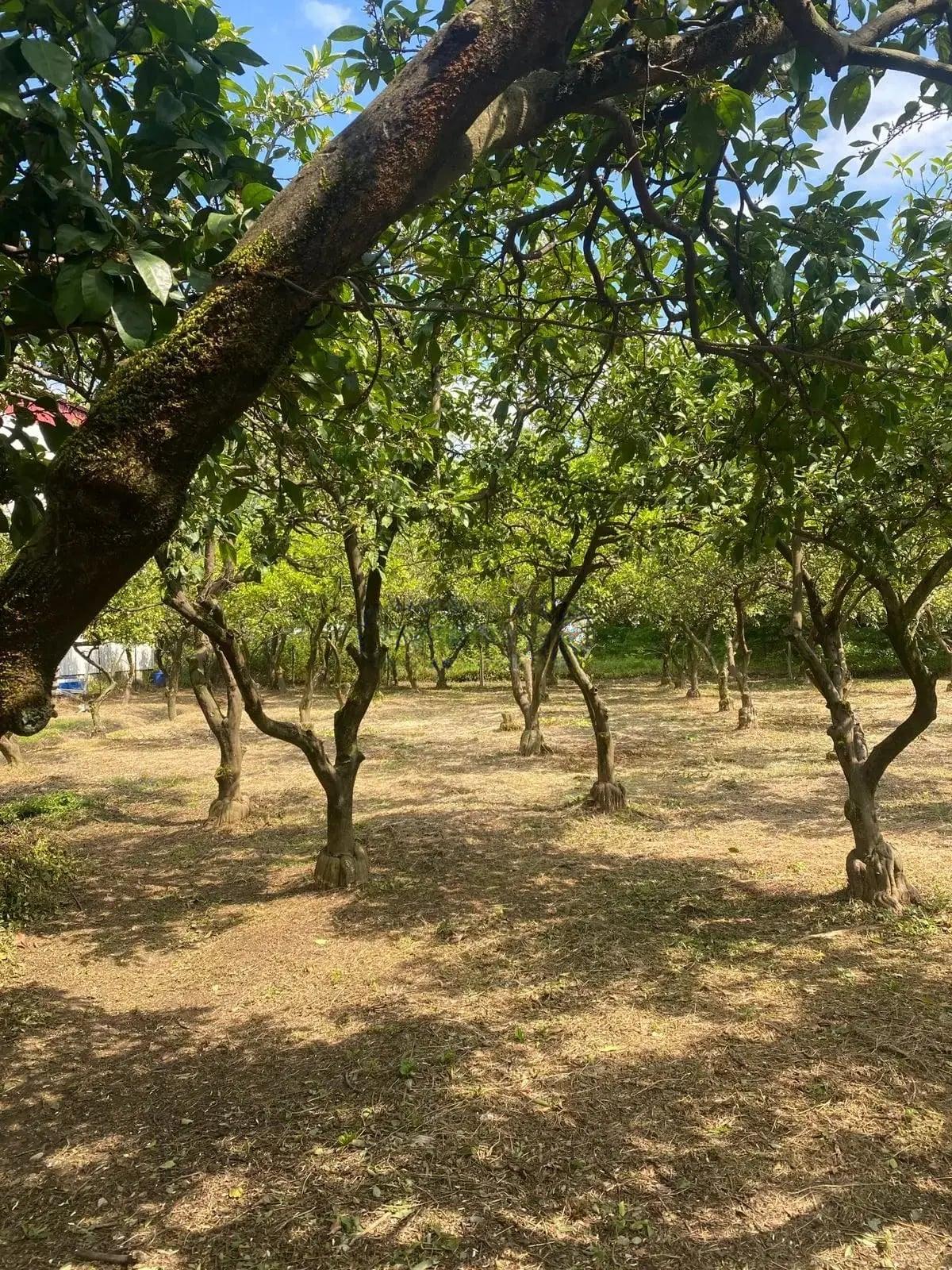 Land For Sale In Batumi, 1,500 M² For $250,000 view 5