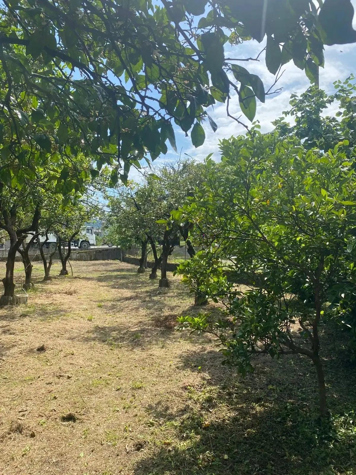 Land For Sale In Batumi, 1,500 M² For $250,000 view 2
