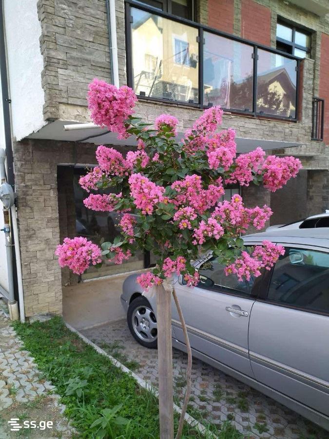 3 odalı daire, Dighmis Masivi (15/15)