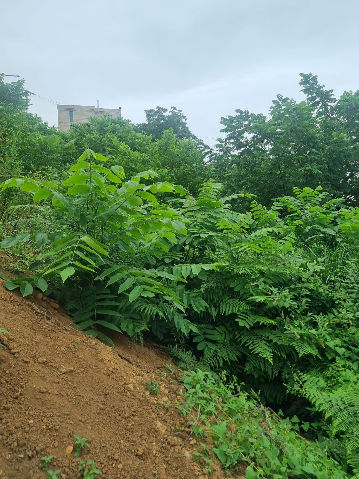 Land For Sale In Batumi, 1,001 M² For $380,389 view 3