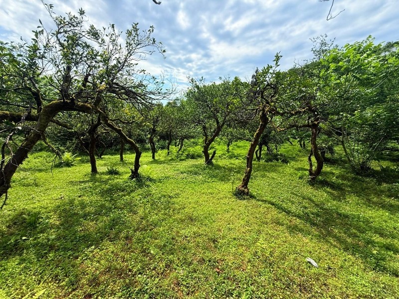 Land For Sale In Batumi, 6,240 M² For $312,000 view 7