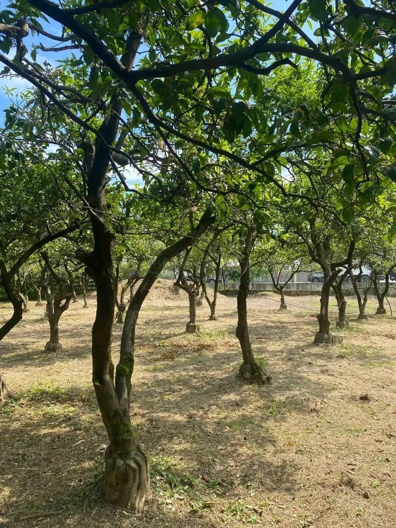 Land For Sale In Batumi, 1,500 M² For $250,000 view 6