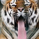 Beacons profile picture for @mammals