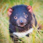 Beacons profile picture for @tasmania