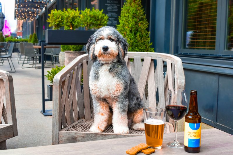 Photo of a dog