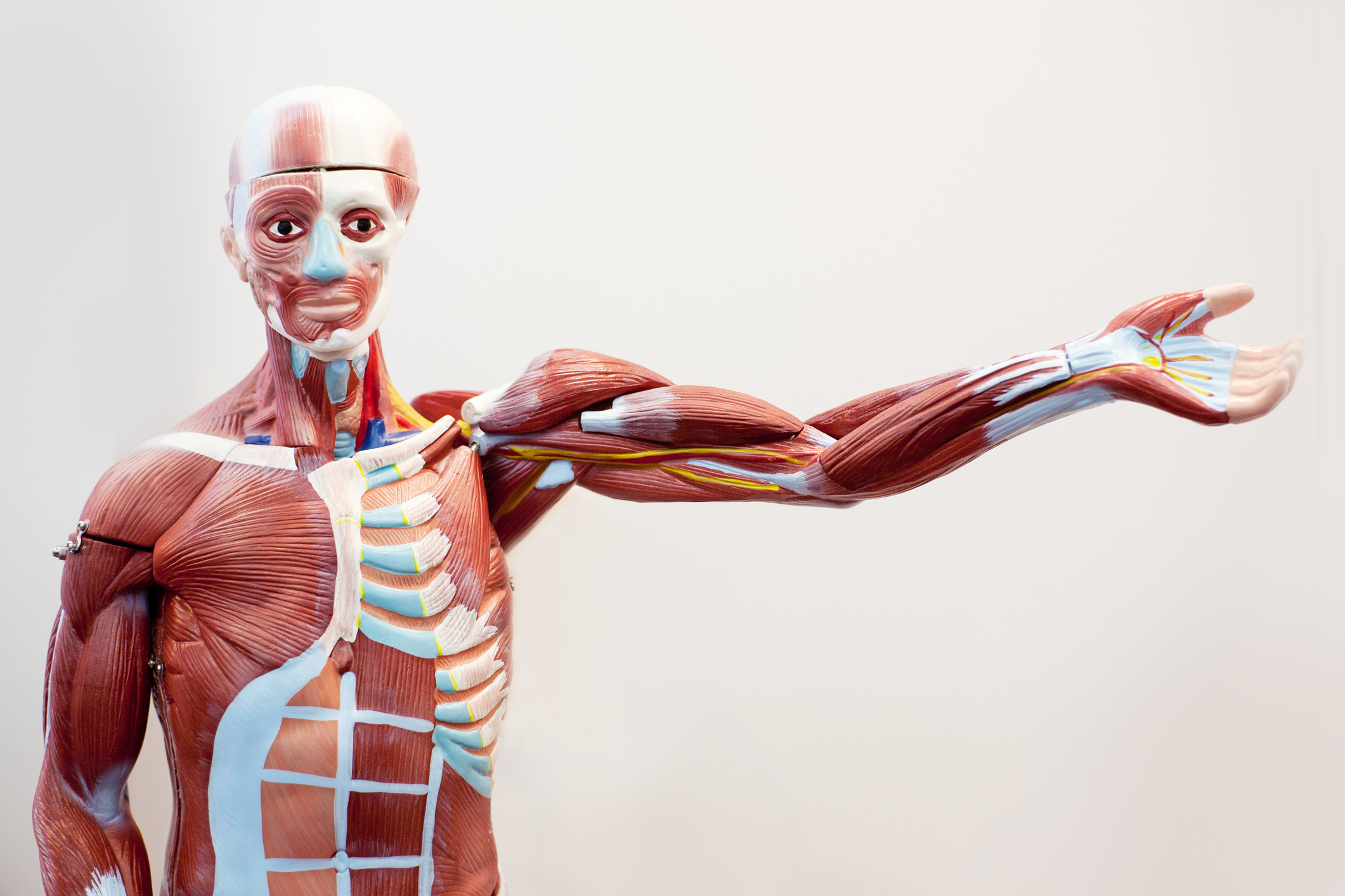 Do Massage Therapists Need to Know about Anatomy? - Gwinnett Colleges and  Institute