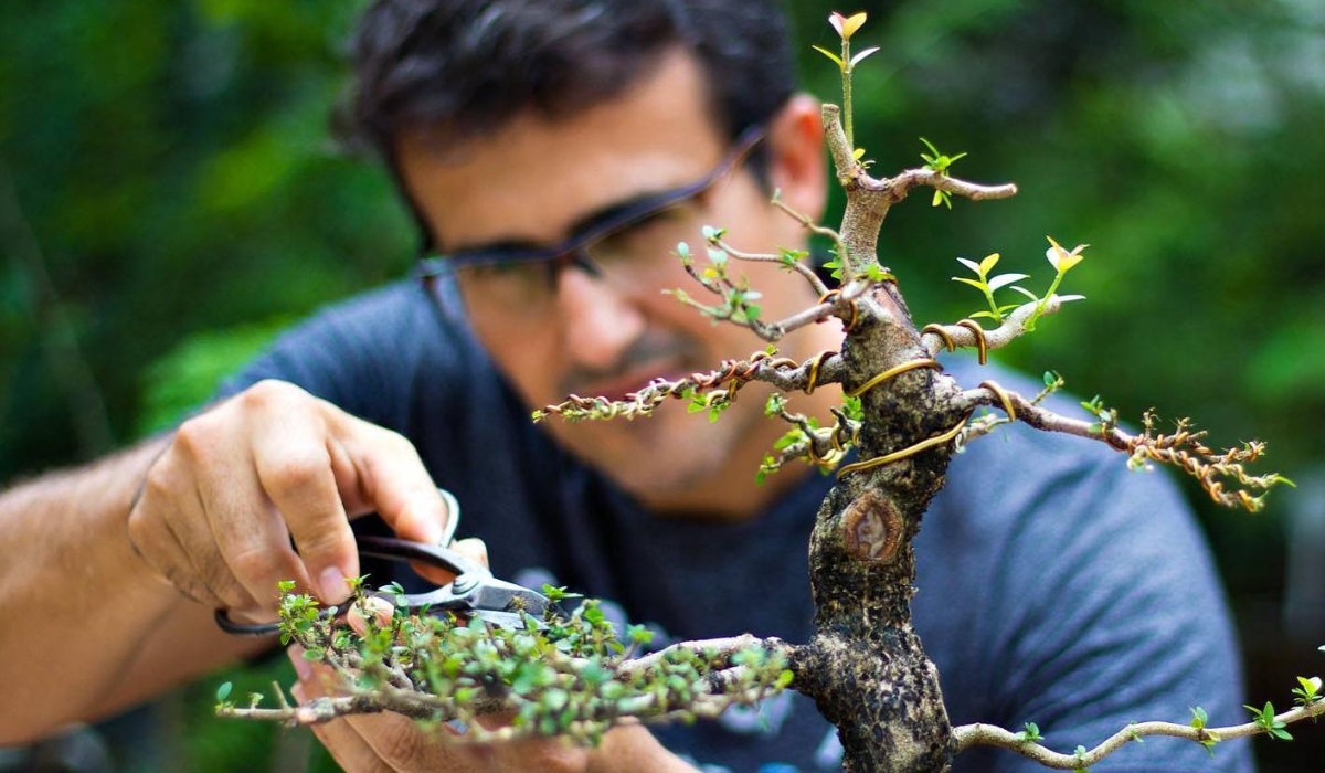 Art and technique of producing Bonsai