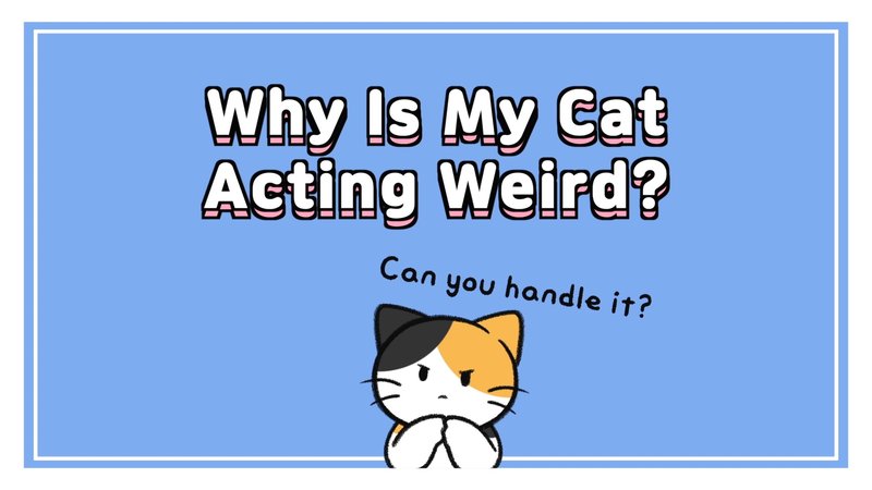Cat_acting_weird_0_