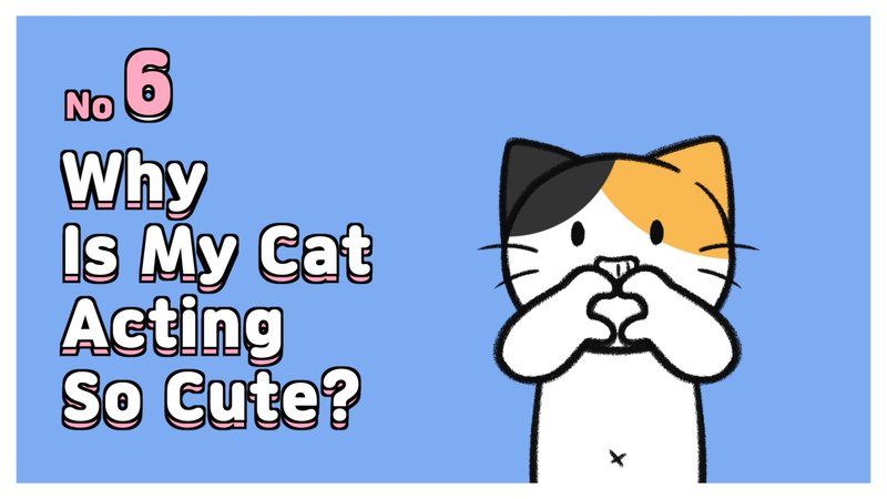 Cat_acting_weird_6_