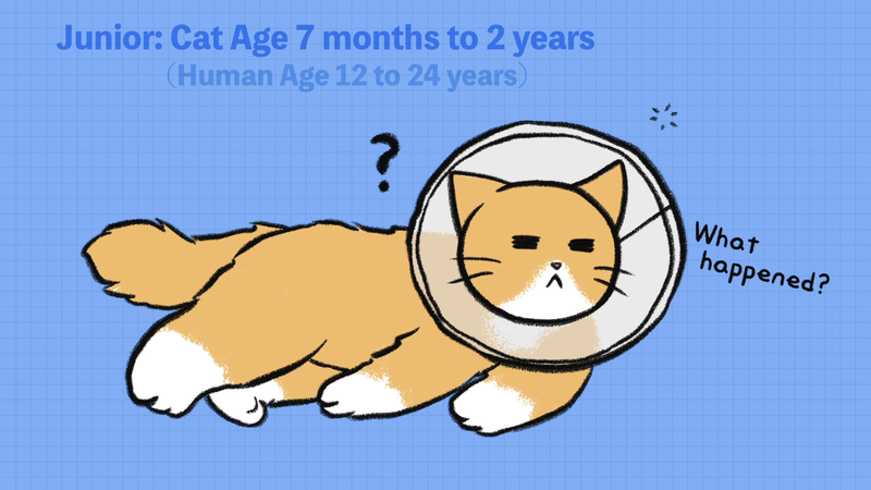 Cat_ages_2_2_1