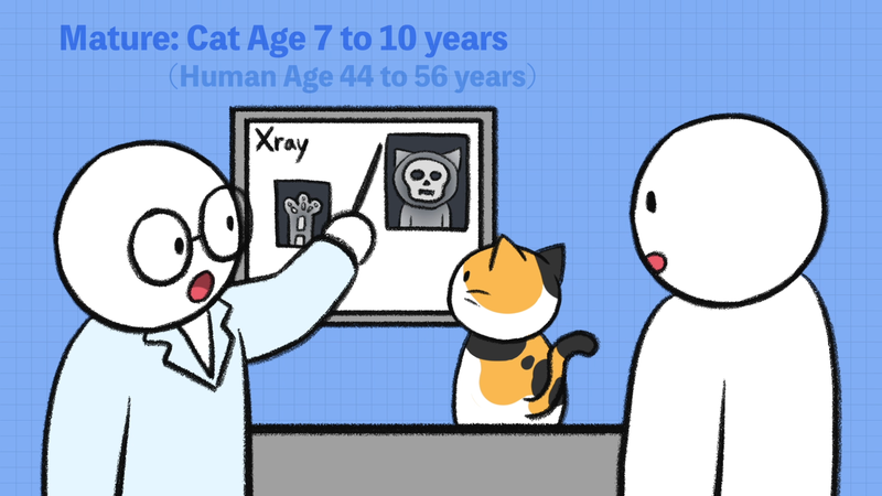 Cat_ages_2_4_1