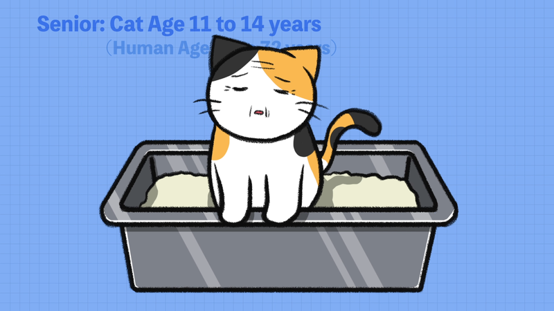 Cat_ages_2_5_1
