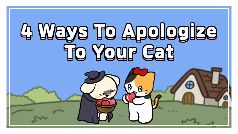 Cat_apologize_0_