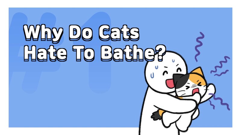 Cat_bathe_1_