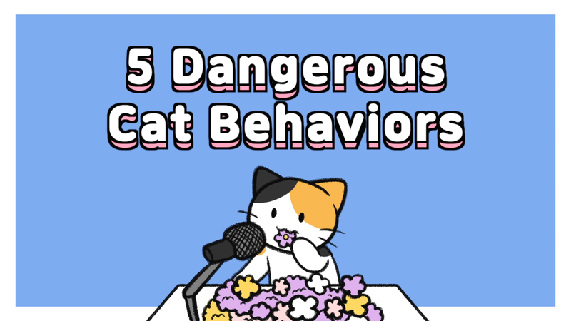 Cat_behaviors_dangerous_0_