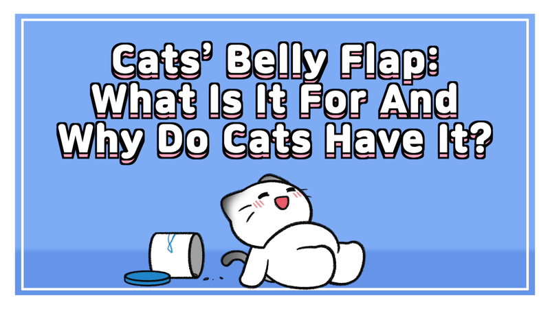 Cat_belly_flap_0_