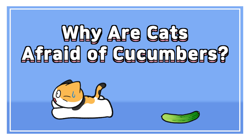 Cat_cucumber_0_