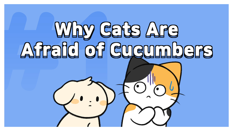 Cat_cucumber_0_1