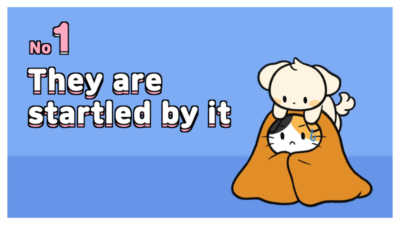 Cat_cucumber_1_
