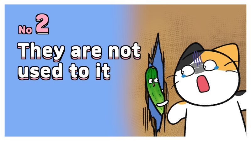 Cat_cucumber_2_