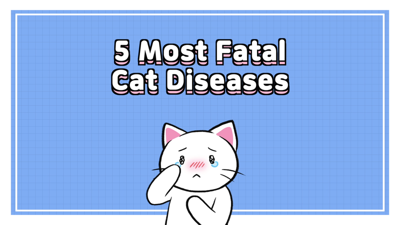 Cat_disease_0_