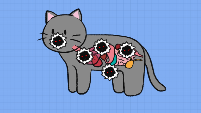 Cat_disease_1_1