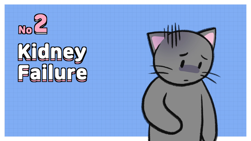 Cat_disease_2_