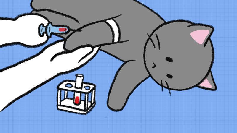 Cat_disease_5_2