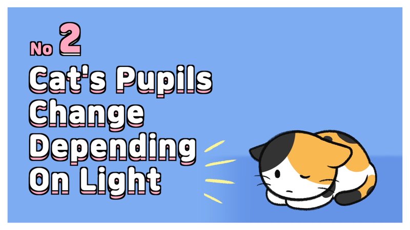 Cat_eyes_2_
