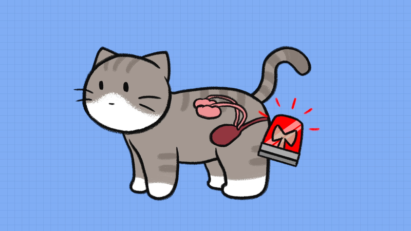 Cat_fruits_1_9_2