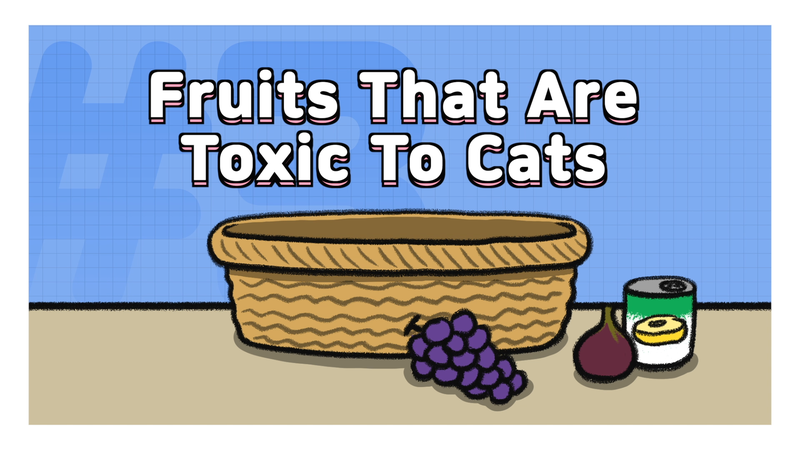 Cat_fruits_3_