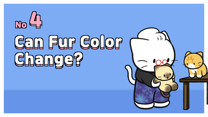 Cat_fur_color_4_