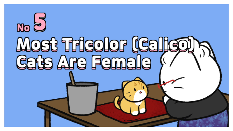 Cat_fur_color_5_