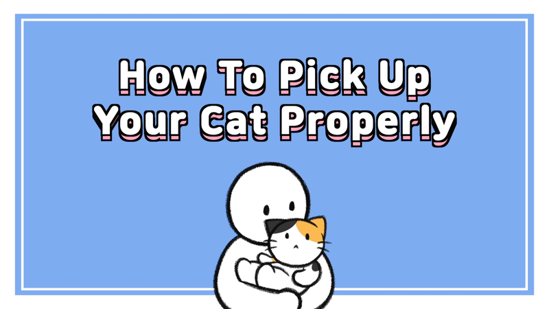 Cat_pick_up_0_