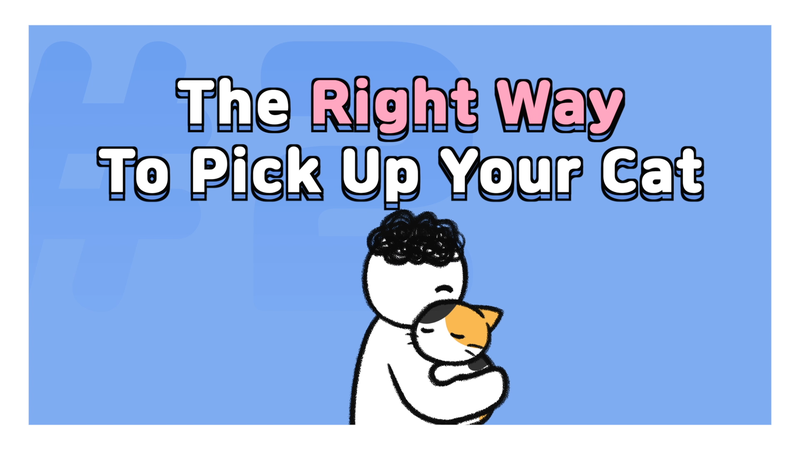 Cat_pick_up_2_