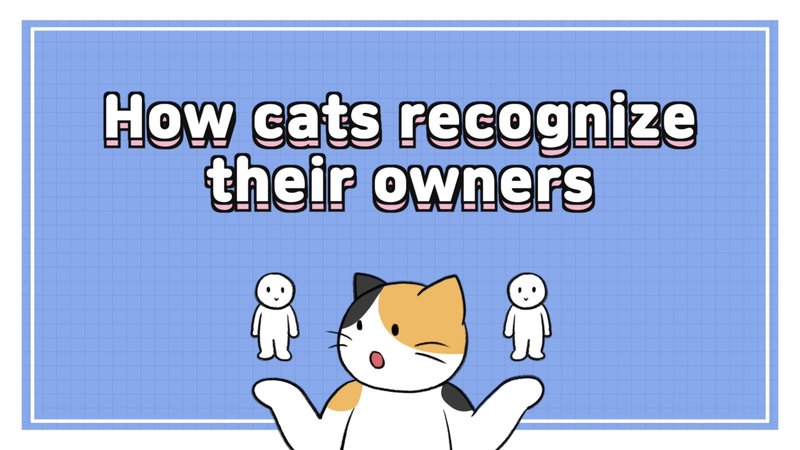 Cat_recognize_0_