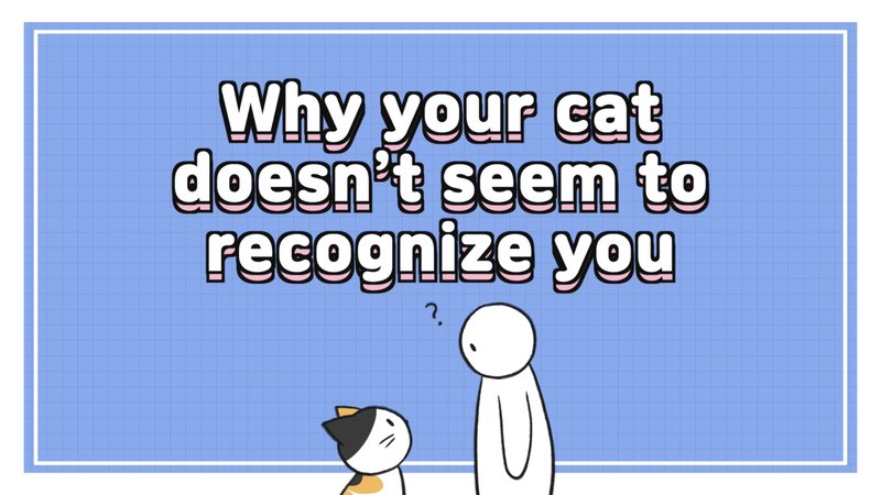 Cat_recognize_X_0