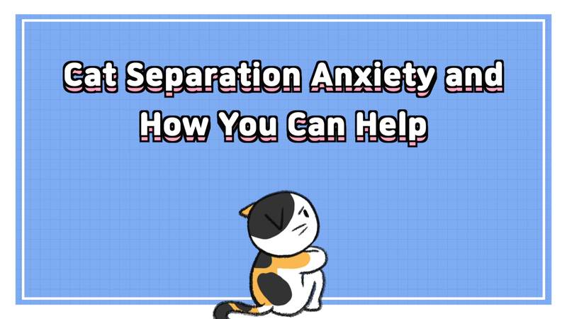 Cat_saparation_anxiety_0