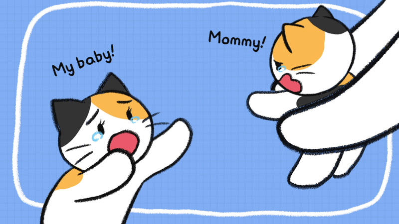 Cat_saparation_anxiety_2_1_1