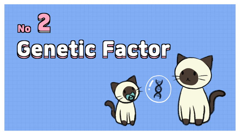 Cat_saparation_anxiety_2_2