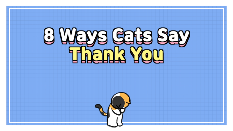 Cat_say_thx_0_