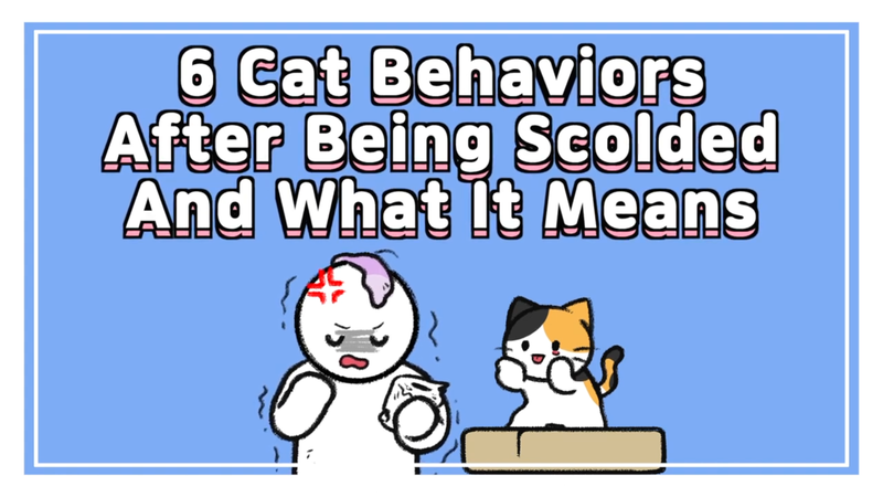 Cat_scolded_0_